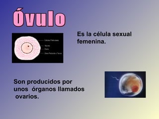 Es la célula sexual
                  femenina.




Son producidos por
unos órganos llamados
ovarios.
 