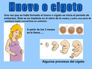 Una vez que se halla formado el huevo o cigoto se inicia el período de
embarazo. Éste se se implanta en el útero de la madre y sufre una serie de
cambios hasta convertirse en embrión.


                   A partir de los 3 meses
                   se le llama......




                                Algunos procesos del cigoto
 