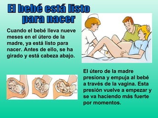 Cuando el bebé lleva nueve
meses en el útero de la
madre, ya está listo para
nacer. Antes de ello, se ha
girado y está cabeza abajo.

                              El útero de la madre
                              presiona y empuja al bebé
                              a través de la vagina. Esta
                              presión vuelve a empezar y
                              se va haciendo más fuerte
                              por momentos.
 