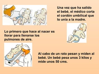 Una vez que ha salido
                                  el bebé, el médico corta
                                  el cordón umbilical que
                                  lo unía a la madre.


Lo primero que hace al nacer es
llorar para llenarse los
pulmones de aire.



                    Al cabo de un rato pesan y miden al
                    bebé. Un bebé pesa unos 3 kilos y
                    mide unos 50 cms.
 