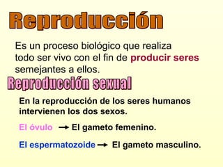 Es un proceso biológico que realiza
todo ser vivo con el fin de producir seres
semejantes a ellos.


En la reproducción de los seres humanos
intervienen los dos sexos.
El óvulo    El gameto femenino.

El espermatozoide     El gameto masculino.
 