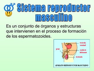 Es un conjunto de órganos y estructuras
que intervienen en el proceso de formación
de los espermatozoides.
 