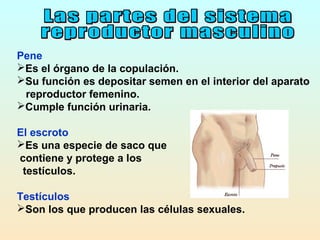 Pene
Es el órgano de la copulación.
Su función es depositar semen en el interior del aparato
 reproductor femenino.
Cumple función urinaria.

El escroto
Es una especie de saco que
contiene y protege a los
 testículos.

Testículos
Son los que producen las células sexuales.
 