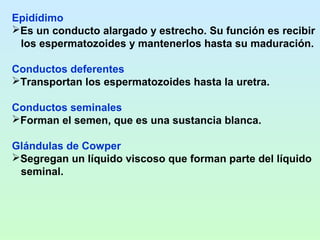 Epidídimo
Es un conducto alargado y estrecho. Su función es recibir
 los espermatozoides y mantenerlos hasta su maduración.

Conductos deferentes
Transportan los espermatozoides hasta la uretra.

Conductos seminales
Forman el semen, que es una sustancia blanca.

Glándulas de Cowper
Segregan un líquido viscoso que forman parte del líquido
 seminal.
 
