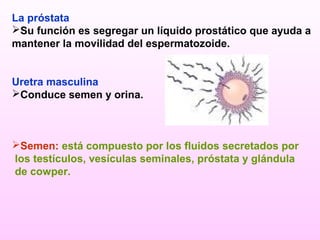 La próstata
Su función es segregar un líquido prostático que ayuda a
mantener la movilidad del espermatozoide.


Uretra masculina
Conduce semen y orina.



Semen: está compuesto por los fluidos secretados por
los testículos, vesículas seminales, próstata y glándula
de cowper.
 