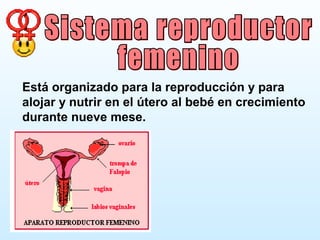 Está organizado para la reproducción y para
alojar y nutrir en el útero al bebé en crecimiento
durante nueve mese.
 