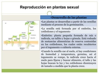 Reproducción en plantas sexual
•Desarrollo de las plantas
•Las plantas se desarrollan a partir de las semillas
mediante el...