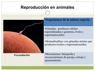 Reproducción en animales
•Organismos de la misma especie.
•Gónadas: producen células
especializadas o gametos, óvulo y
esp...
