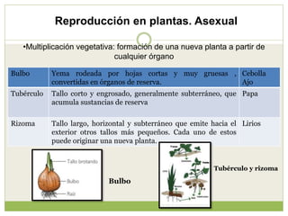 Reproducción en plantas. Asexual
Bulbo Yema rodeada por hojas cortas y muy gruesas ,
convertidas en órganos de reserva.
Ce...