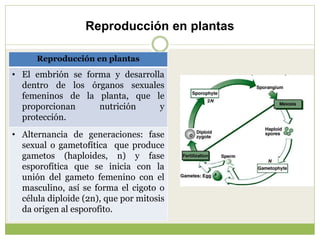 Reproducción en plantas
Reproducción en plantas
• El embrión se forma y desarrolla
dentro de los órganos sexuales
femenino...