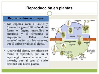 Reproducción en plantas
Reproducción en musgos
• Las esporas caen al suelo y
forman los gametofitos donde se
forma el órga...