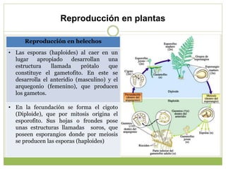 Reproducción en plantas
Reproducción en helechos
• Las esporas (haploides) al caer en un
lugar apropiado desarrollan una
e...