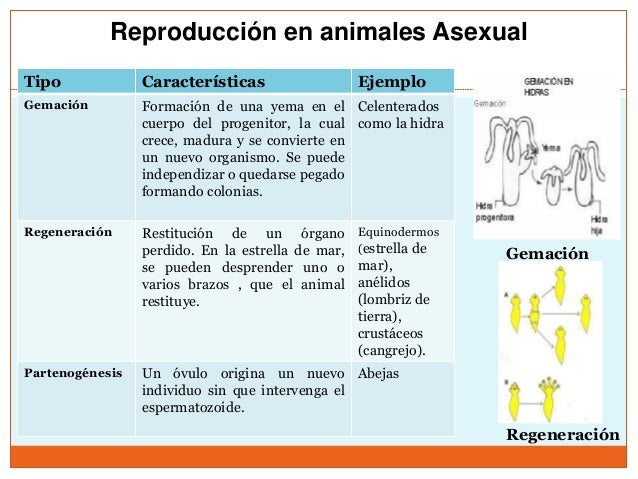 La Reproducción