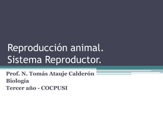 Reproducción animal.
Sistema Reproductor.
Prof. N. Tomás Atauje Calderón
Biología
Tercer año - COCPUSI
 
