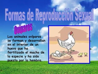 Reproducción animal arelis