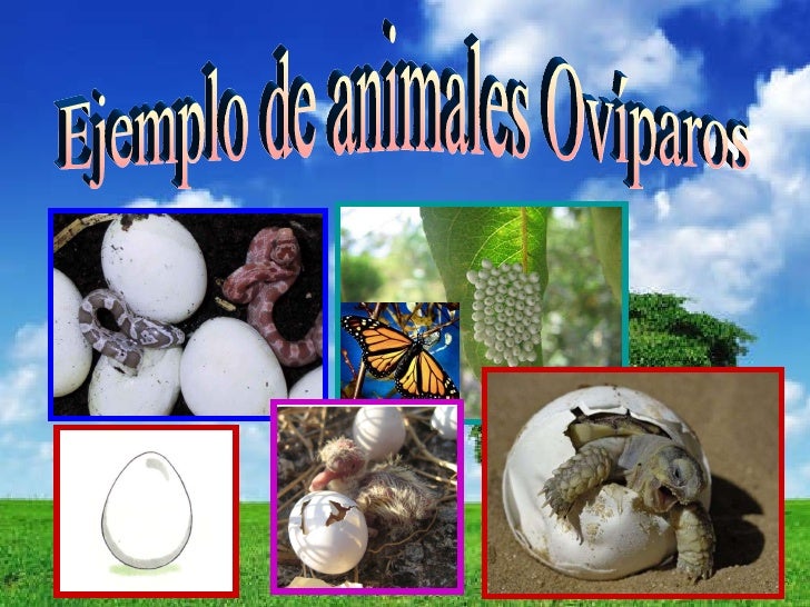 Reproduccion Animal Arelis