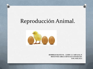 Reproducción Animal. RODRIGO BASTO M. – LEIDY J. CARVAJAL P. DOCENTES ÁREA CIENCIAS NATURALES. ENS. MÁLAGA 