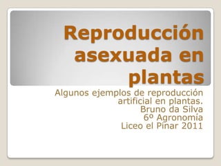Reproducción asexuada en plantas Algunos ejemplos de reproducción artificial en plantas.  Bruno da Silva 6º Agronomía Liceo el Pinar 2011 