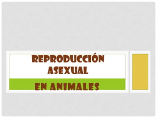 REPRODUCCIÓN
   ASEXUAL
EN ANIMALES
 
