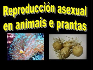 Reproducción asexual en animais e prantas 