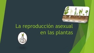 La reproducción asexual
en las plantas
 