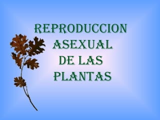 REPRODUCCION
ASEXUAL
DE LAS
PLANTAS
 