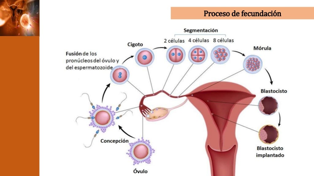 reproducci-n-asistida