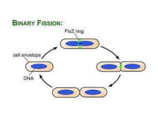 Reproducción  bacteriana.pptx