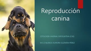 Reproducción
canina
CITOLOGÍA VAGINAL EXFOLIATIVA (CVE)
M.V.Z BLANCA AURORA GUZMÁN PÉREZ
 