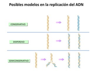 Si se detectan roturas del ADN, mediante los sistemas de control, la copia del resto del ADN se detiene. Fase S: 