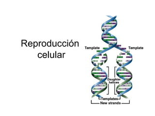 Reproducción
celular
 