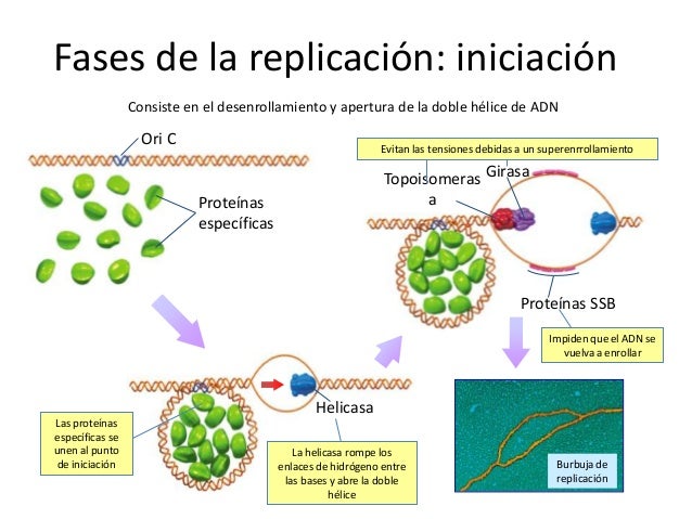 Resultado de imagen de fase de iniciación de la replicación en procarióticos