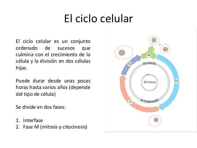 Ciclo Celular Replicacion Del Adn Y Reproduccion Celular Tema 8
