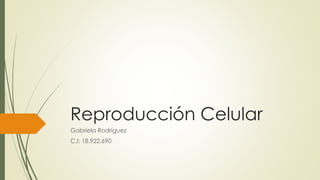 Reproducción Celular
Gabriela Rodríguez
C.I: 18.922.690
 