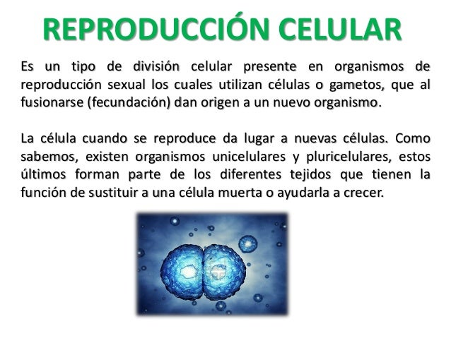 Reproducción celular