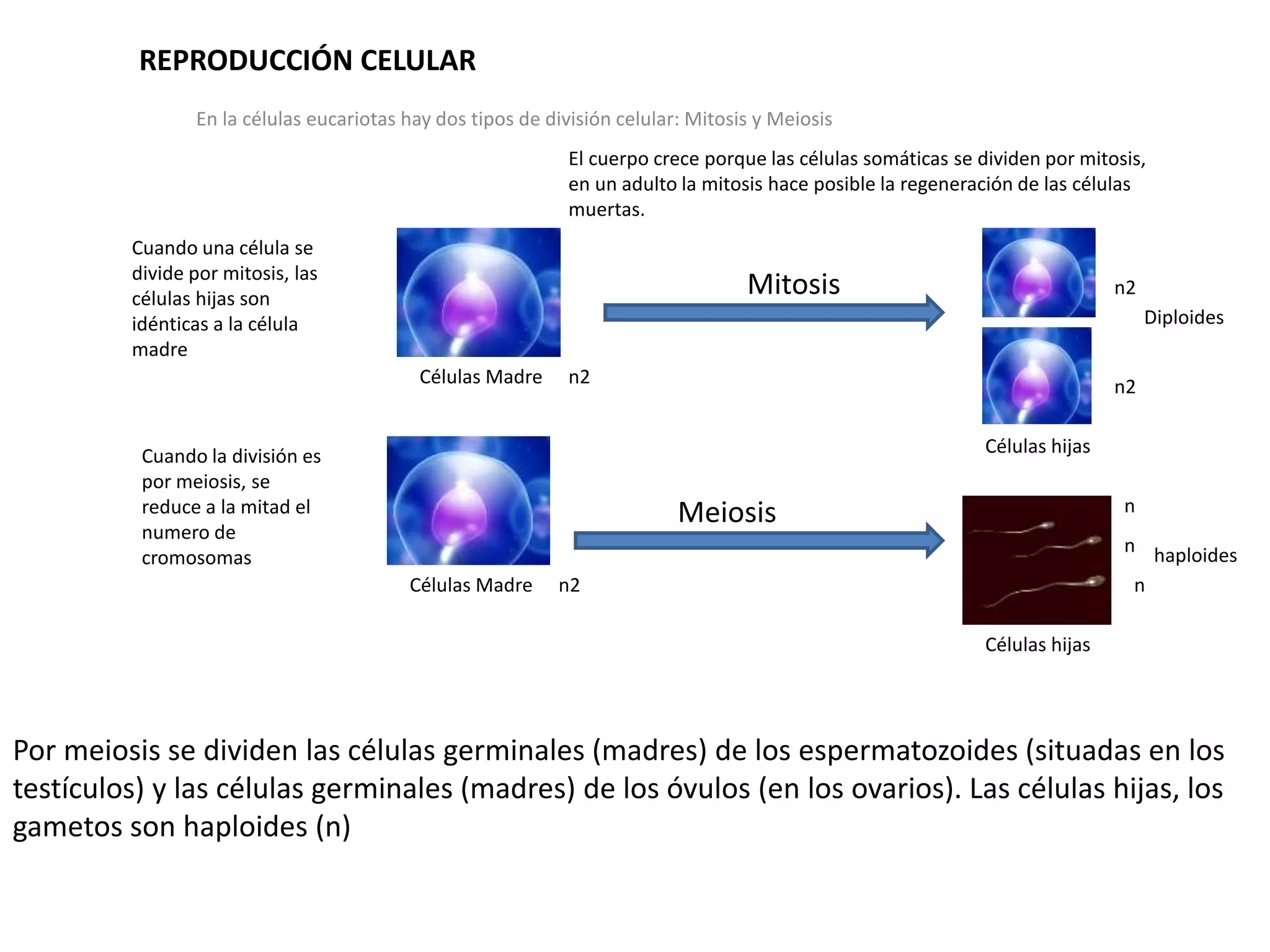 REPRODUCCIÓN CELULAR
En la células eucariotas hay dos tipos de división celular: Mitosis y Meiosis
El cuerpo crece porque las células somáticas se dividen por mitosis,
en un adulto la mitosis hace posible la regeneración de las células
muertas.
Cuando una célula se
divide por mitosis, las
células hijas son
idénticas a la célula
madre
Cuando la división es
por meiosis, se
reduce a la mitad el
numero de
cromosomas
Mitosis
Meiosis
Células Madre
Células Madre
n2
n2
Diploides
n2
n2
Células hijas
n
n
n
haploides
Células hijas
Por meiosis se dividen las células germinales (madres) de los espermatozoides (situadas en los
testículos) y las células germinales (madres) de los óvulos (en los ovarios). Las células hijas, los
gametos son haploides (n)
 