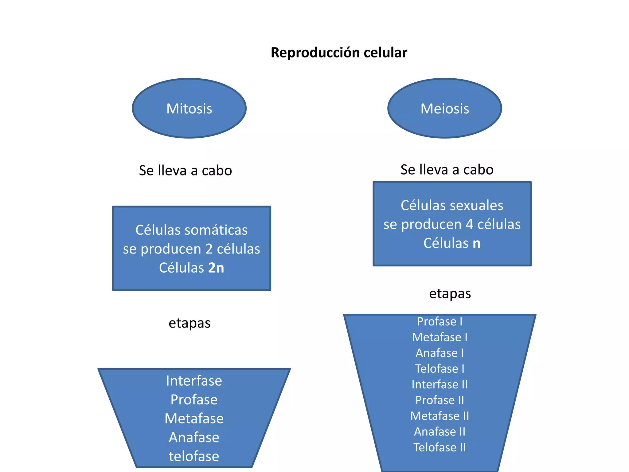 Reproducción celular
Mitosis Meiosis
Se lleva a cabo Se lleva a cabo
Células somáticas
se producen 2 células
Células 2n
etapas
etapas
Células sexuales
se producen 4 células
Células n
Interfase
Profase
Metafase
Anafase
telofase
Profase I
Metafase I
Anafase I
Telofase I
Interfase II
Profase II
Metafase II
Anafase II
Telofase II
 