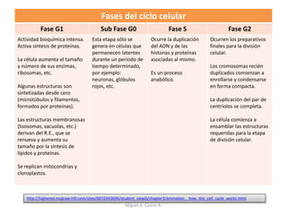 Fases del ciclo celular
Fase G1 Sub Fase G0 Fase S Fase G2
Actividad bioquímica intensa.
Activa síntesis de proteínas.
La célula aumenta el tamaño
y número de sus enzimas,
ribosomas, etc.
Algunas estructuras son
sintetizadas desde cero
(microtúbulos y filamentos,
formados por proteínas).
Las estructuras membranosas
(lisosomas, vacuolas, etc.)
derivan del R.E., que se
renueva y aumenta su
tamaño por la síntesis de
lípidos y proteínas.
Se replican mitocondrias y
cloroplastos.
Esta etapa sólo se
genera en células que
permanecen latentes
durante un período de
tiempo determinado,
por ejemplo:
neuronas, glóbulos
rojos, etc.
Ocurre la duplicación
del ADN y de las
histonas y proteínas
asociadas al mismo.
Es un proceso
anabólico.
Ocurren los preparativos
finales para la división
celular.
Los cromosomas recién
duplicados comienzan a
enrollarse y condensarse
en forma compacta.
La duplicación del par de
centríolos se completa.
La célula comienza a
ensamblar las estructuras
requeridas para la etapa
de división celular.
http://highered.mcgraw-hill.com/sites/0072943696/student_view0/chapter3/animation__how_the_cell_cycle_works.html
Miguel A. Castro R.
 
