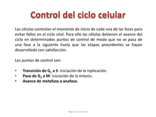 Las células controlan el momento de inicio de cada una de las fases para
evitar fallos en el ciclo vital. Para ello las células detienen el avance del
ciclo en determinados puntos de control de modo que no se pasa de
una fase a la siguiente hasta que las etapas procedentes se hayan
desarrollado con satisfacción.
Los puntos de control son:
• Transición de G1 a S: iniciación de la replicación.
• Paso de G2 a M: iniciación de la mitosis.
• Avance de metafase a anafase.
Miguel A. Castro R.
 