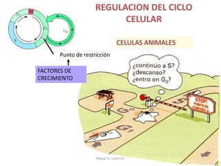 REGULACION DEL CICLO
CELULAR
Punto de restricción
FACTORES DE
CRECIMIENTO
CELULAS ANIMALES
Miguel A. Castro R.
 
