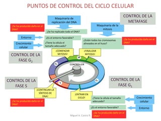 ¿Están todos los cromosomas
alineados en el huso?
¡FINALIZAR
MITOSIS!
Maquinaria de la
mitosis
Maquinaria de
replicación del DNA
¿Se ha replicado todo el DNA?
¿Es el entorno favorable?
¿Tiene la célula el
tamaño adecuado?
CONTROL DE LA
FASE G2
CONTROL DE LA
FASE G1
¡COMENZAR
MITOSIS!
¡ENTRAR EN
CICLO! Crecimiento
celular
¿Es el entorno favorable?
¿Tiene la célula el tamaño
adecuado?
Entorno
Crecimiento
celular
Entorno
PUNTOS DE CONTROL DEL CICLO CELULAR
CONTROL DE LA
FASE S
¡CONTINUAR LA
SÍNTESIS DE
DNA!
¿Se ha producido daño en el
DNA?
¿Se ha producido daño en el
DNA?
¿Se ha producido daño en el
DNA?
¿Se ha producido daño en el
DNA?
CONTROL DE LA
METAFASE
Miguel A. Castro R.
 