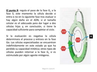 El punto R: regula el paso de la fase G1 a la
fase S; este momento la célula decide si
entra o no en la siguiente fase tras evaluar si
hay algún daño en el ADN, si el tamaño
celular es el adecuado para dar lugar a dos
células hijas y, en conclusión, si tiene la
capacidad suficiente para completar el ciclo.
Si la evaluación es negativa la célula
determinara el proceso y entrara en la fase
Go. Las células especializadas se encuentran
indefinidamente en este estado ya que ha
perdido su capacidad mitótica; otros tipos de
células pueden retornar a la fase G1 si es
estimulado por algún agente mitógeno.
R
Miguel A. Castro R.
 
