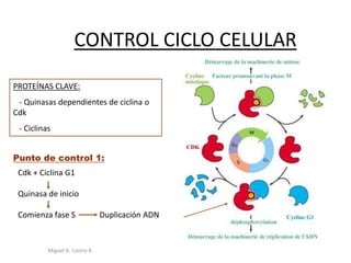 CONTROL CICLO CELULAR
PROTEÍNAS CLAVE:
- Quinasas dependientes de ciclina o
Cdk
- Ciclinas
Punto de control 1:
Cdk + Ciclina G1
Quinasa de inicio
Comienza fase S Duplicación ADN
Miguel A. Castro R.
 