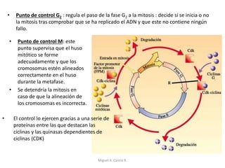 • Punto de control G2 : regula el paso de la fase G2 a la mitosis : decide si se inicia o no
la mitosis tras comprobar que se ha replicado el ADN y que este no contiene ningún
fallo.
• Punto de control M: este
punto supervisa que el huso
mitótico se forme
adecuadamente y que los
cromosomas estén alineados
correctamente en el huso
durante la metafase.
• Se detendría la mitosis en
caso de que la alineación de
los cromosomas es incorrecta.
• El control lo ejercen gracias a una serie de
proteínas entre las que destacan las
ciclinas y las quinasas dependientes de
ciclinas (CDK)
Miguel A. Castro R.
 