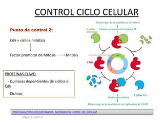 CONTROL CICLO CELULAR
PROTEÍNAS CLAVE:
- Quinasas dependientes de ciclina o
Cdk
- Ciclinas
Punto de control 2:
Cdk + ciclina mitótica
Factor promotor de Mitosis Mitosis
http://www.mhhe.com/sem/Spanish_Animations/sp_control_cell_cycle.swf
Miguel A. Castro R.
 