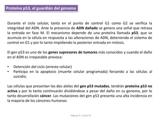 Durante el ciclo celular, tanto en el punto de control G1 como G2 se verifica la
integridad del ADN. Ante la presencia de ADN dañado se genera una señal que retrasa
la entrada en fase M. El mecanismo depende de una proteína llamada p53, que se
acumula en la célula en respuesta a las alteraciones de ADN, deteniendo el sistema de
control en G1 y por lo tanto impidiendo la posterior entrada en mitosis.
El gen p53 es uno de los genes supresores de tumores más conocidos y cuando el daño
en el ADN es irreparable provoca:
• Detención del ciclo (arresto celular)
• Participa en la apoptosis (muerte celular programada) forzando a las células al
suicidio.
Las células que presentan los dos alelos del gen p53 mutados, tendrán proteína p53 no
activa y por lo tanto continuarán dividiéndose a pesar del daño en su genoma, por lo
tanto desarrollarán cáncer. Las mutaciones del gen p53 presenta una alta incidencia en
la mayoría de los cánceres humanos
Proteína p53, el guardián del genoma
Miguel A. Castro R.
 