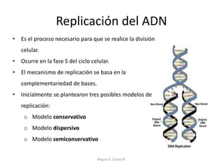 Replicación del ADN
• Es el proceso necesario para que se realice la división
celular.
• Ocurre en la fase S del ciclo celular.
• El mecanismo de replicación se basa en la
complementariedad de bases.
• Inicialmente se plantearon tres posibles modelos de
replicación:
o Modelo conservativo
o Modelo dispersivo
o Modelo semiconservativo
Miguel A. Castro R.
 