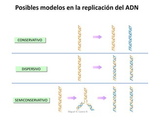 Posibles modelos en la replicación del ADN
CONSERVATIVO
DISPERSIVO
SEMICONSERVATIVO
Miguel A. Castro R.
 