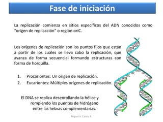 Fase de iniciación
Los orígenes de replicación son los puntos fijos que están
a partir de los cuales se lleva cabo la replicación, que
avanza de forma secuencial formando estructuras con
forma de horquilla.
1. Procariontes: Un origen de replicación.
2. Eucariontes: Múltiples orígenes de replicación.
El DNA se replica desenrollando la hélice y
rompiendo los puentes de hidrógeno
entre las hebras complementarias.
La replicación comienza en sitios específicos del ADN conocidos como
“origen de replicación” o región oriC.
Miguel A. Castro R.
 