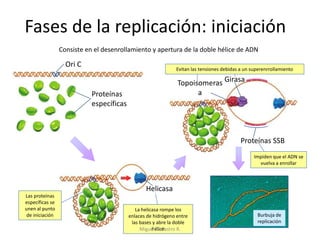 Fases de la replicación: iniciación
Consiste en el desenrollamiento y apertura de la doble hélice de ADN
Ori C
Proteínas
específicas
La helicasa rompe los
enlaces de hidrógeno entre
las bases y abre la doble
hélice
Proteínas SSB
Helicasa
Topoisomeras
a
Girasa
Evitan las tensiones debidas a un superenrrollamiento
Impiden que el ADN se
vuelva a enrollar
Las proteínas
específicas se
unen al punto
de iniciación Burbuja de
replicación
Miguel A. Castro R.
 